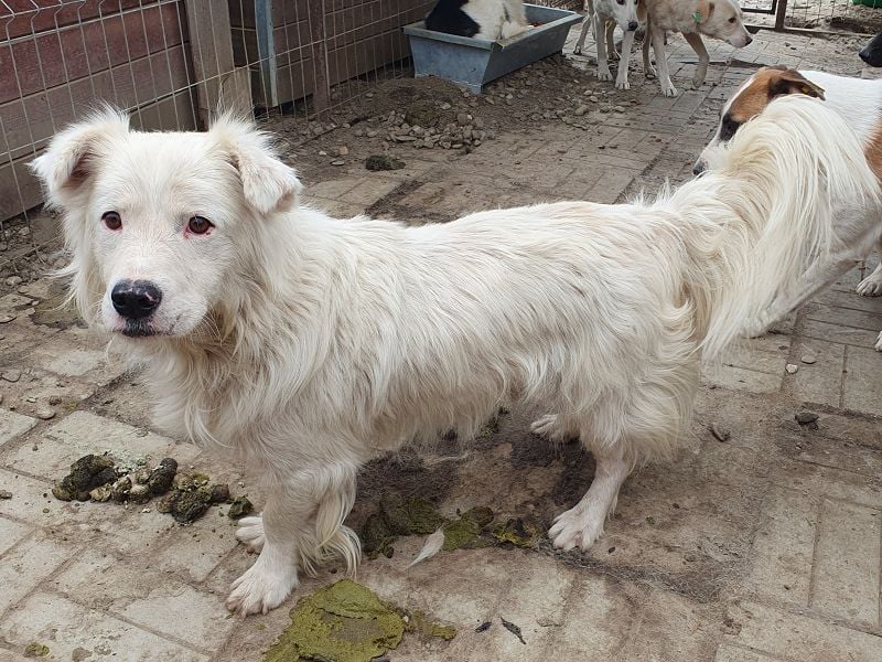 ♥SIRIUS♥ fröhlicher, sehr aufgeschlossener, lebhafter Hundebub mit wunderschönem Langhaar 41 cm
