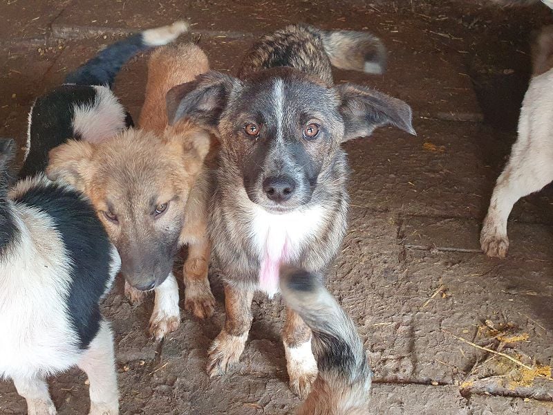 ♥CLARA♥ niedliche, verspielte Junghündin, die aktuell zu dünn ist - mittelgroß