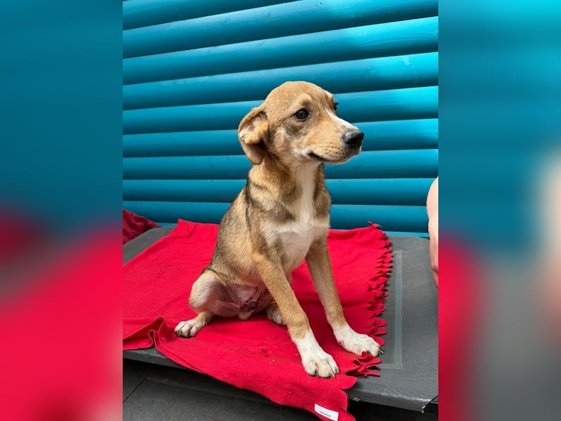 ♥HENRY♥ neu auf Pflegestelle bei Köln - zuckersüßer kleiner Sonnenschein 46 cm (wachsend)