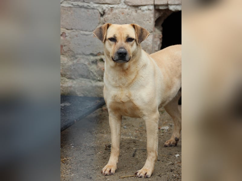 ⭐️MELINA⭐️ verschmuste Hündin, 4 Jahre, 48 cm, Mischling, Tierschutz Rumänien