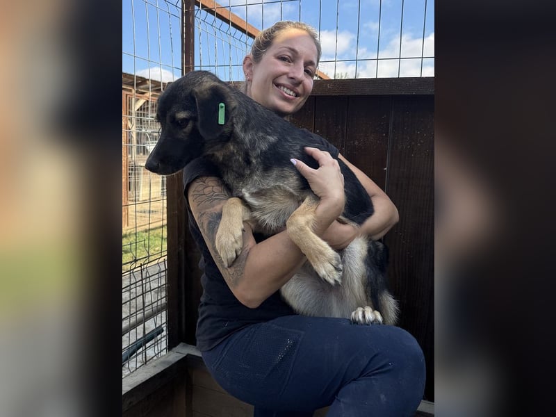 ♥JACKOMO♥ zarte, junge, schmale, stille Seele, die sichtbar im Tierheim sehr leidet 50 cm