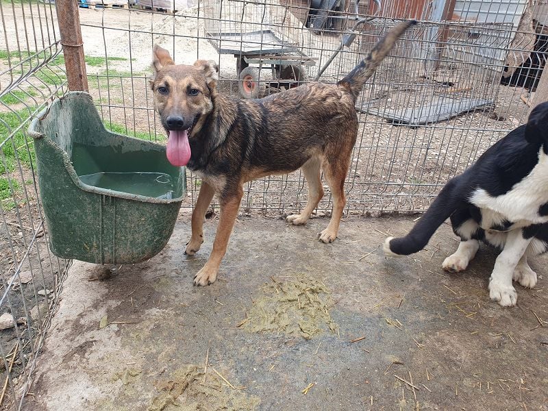 ♥DANA♥ sehr zutrauliche, aktive, schlanke Junghündin, die sich sehr nach Zuneigung sehnt 48 cm