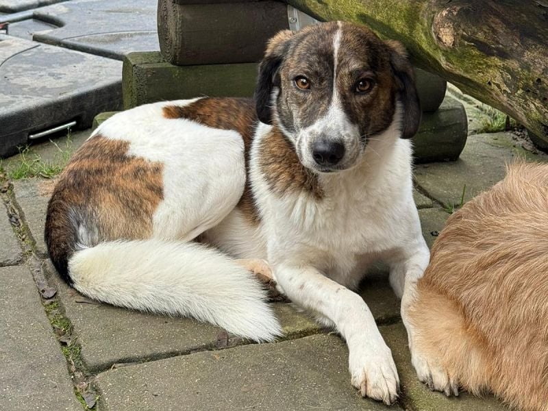 ♥NORA♥ neu auf Pflegestelle bei Köln - hübsche, sanftmütige, sensible Hündin 48 cm