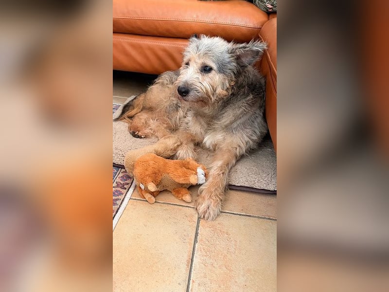 ♥LENI♥ auf Pflegestelle bei Düsseldorf - sehr sanfte, zarte, anhängliche Hündin 48 m