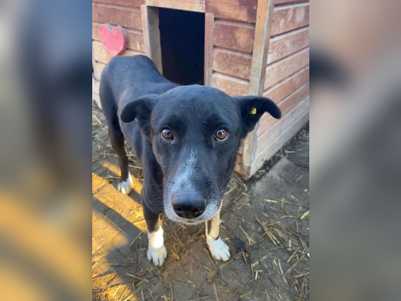 ♥ACHIM♥ absolut lieber, verschmuster Rüde, der schon 2 Jahre im Tierheim wartet 48 cm