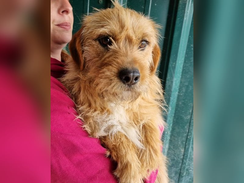 ♥CHUPPY♥ wunderbarer, feinfühliger Rüde - ein echter Hingucker 42 cm