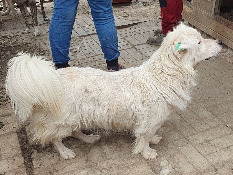 ♥SIRIUS♥ fröhlicher, sehr aufgeschlossener, lebhafter Hundebub mit wunderschönem Langhaar 41 cm