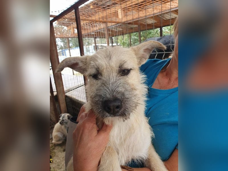 ♥NETTY♥ hübsche, verspielte, menschenbezogene, lebensfrohe Junghündin 45 cm