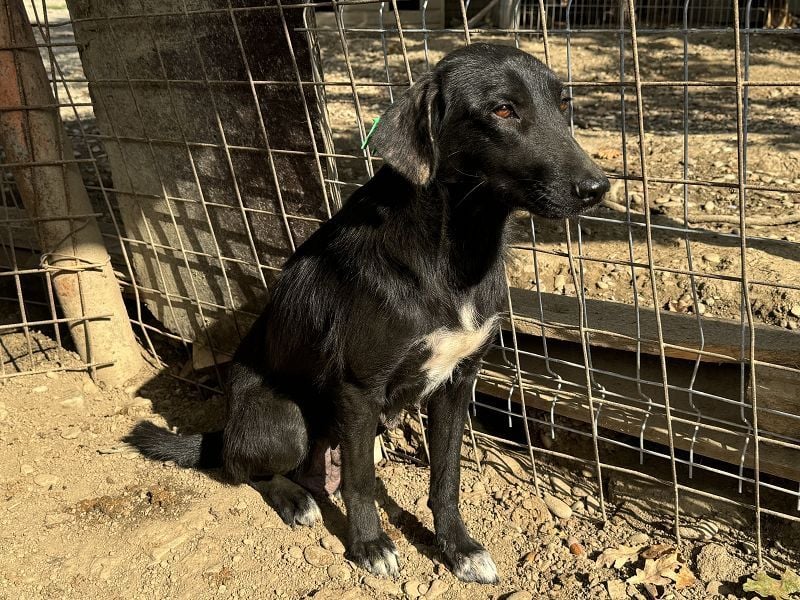 ♥ANICE♥ zarte, liebe, noch unsichere schwarze Schönheit 50 cm - ein trauriges Schicksal