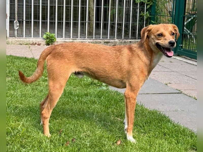 ♥PUMUCKL♥ auf Pflegestelle in Köln - zuckersüßer, sanfter, noch etwas unsicherer Junghund 41 cm