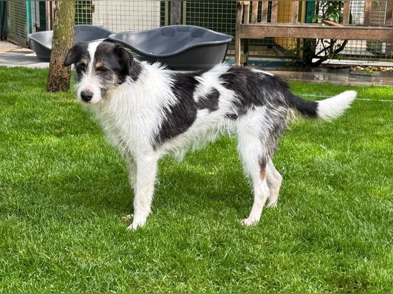 ♥FLORENCE♥ neu auf Pflegestelle in Köln - bezaubernde, anfangs noch vorsichtige Hündin 47 cm