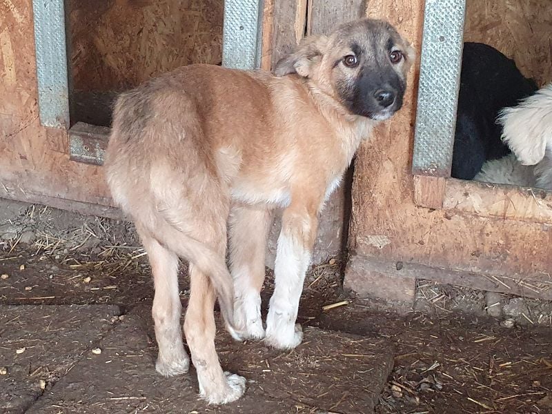 ♥LORD♥ ganz niedlicher,sehr lieber Junghund,der in einem dunklen Zwinger hocken muss 39cm (wachsend)