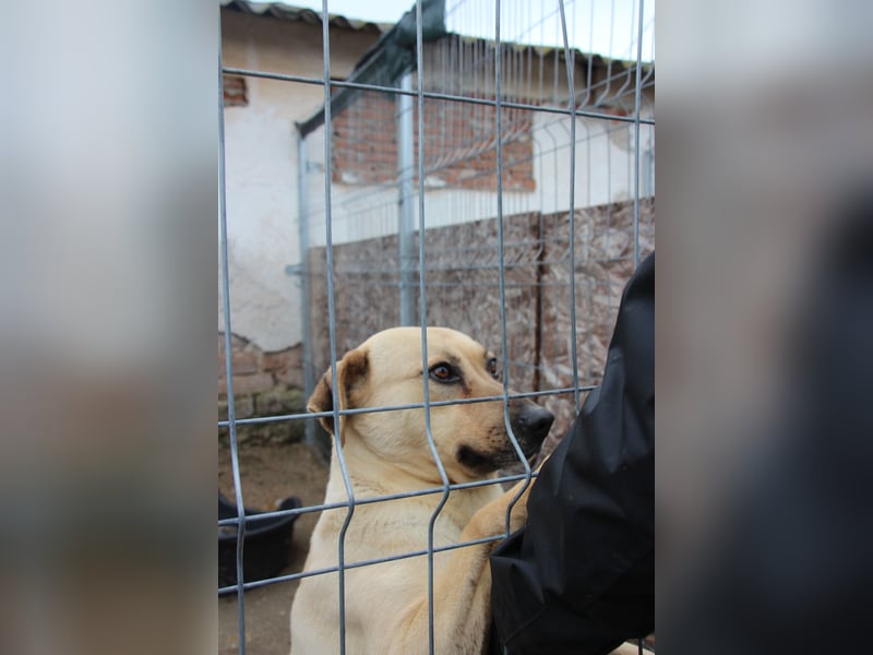 ⭐️MELINA⭐️ verschmuste Hündin, 4 Jahre, 48 cm, Mischling, Tierschutz Rumänien