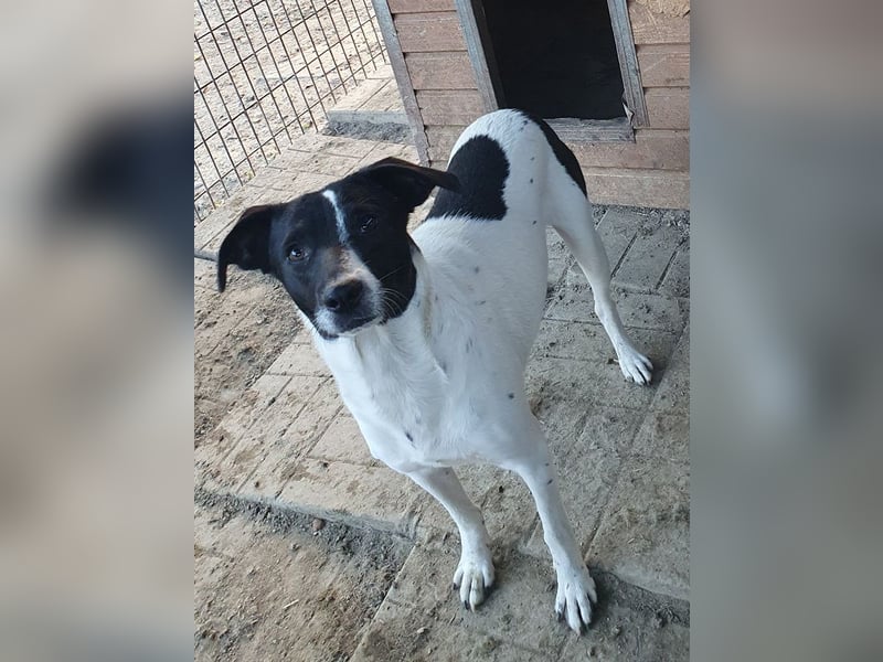 ♥SIMON♥ sehr menschenbezogener, hübscher Junghund, der als Familienhund geeignet ist 45 cm