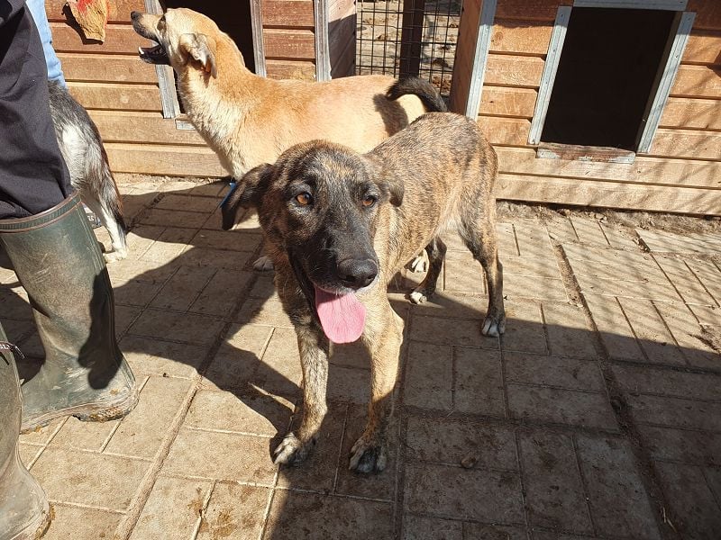 ♥JOELINA♥ super liebe, verschmuste hübsche gestromte Hündin 49 cm