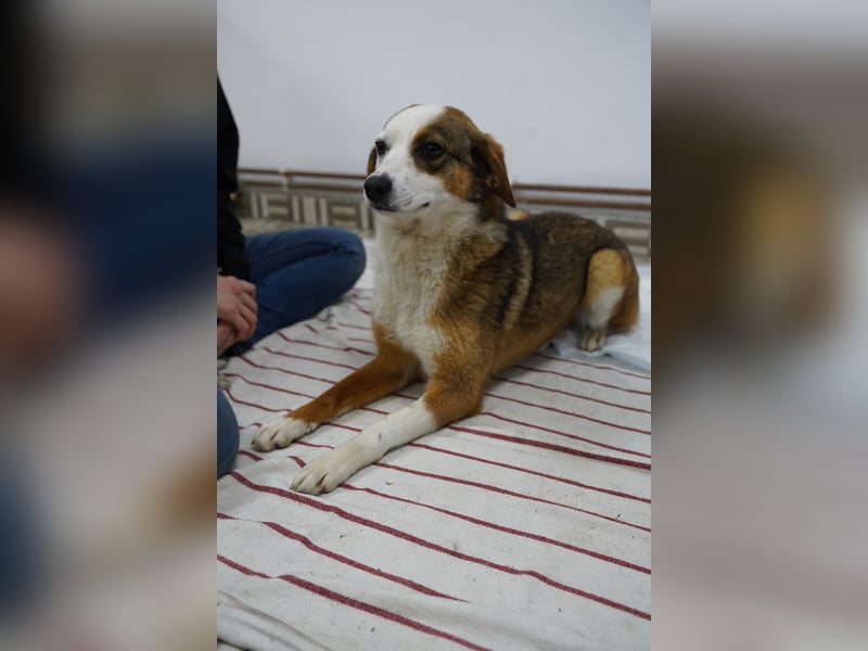 ⭐️FELIPA⭐️,  goldiger Hauptgewinn, Hündin, 1 Jahr, 44 cm, Mischling, Tierschutz Rumänien