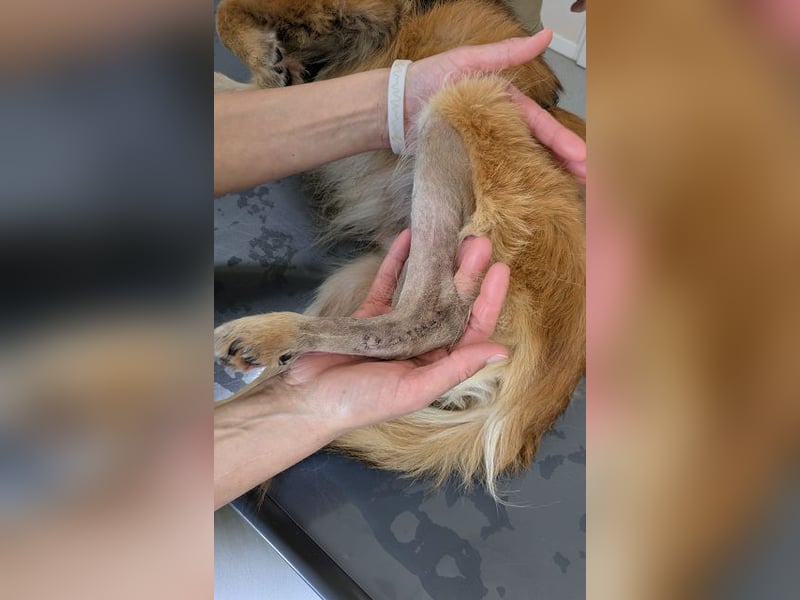 ♥DIDRIK♥ auf Pflegestelle bei Köln - süßer, lieber, dankbarer, blinder Purzel 45 cm