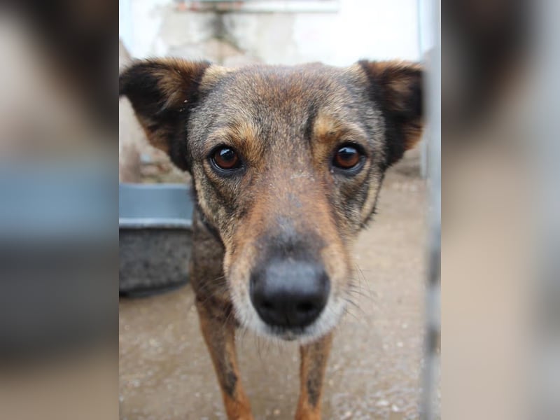 ⭐️FIONA⭐️, Hündin, 4,5 Jahre, 44 cm, Mischling, Tierschutz Rumänien