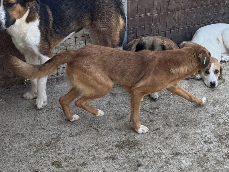 ♥BECKY♥ zuckersüße, hübsche, noch vorsichtige Junghündin 45 cm