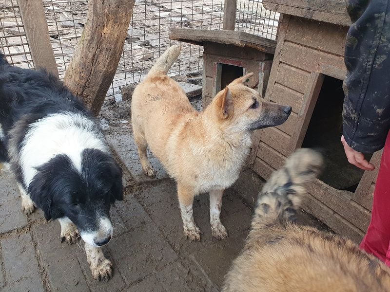 ♥ALESSIA♥ zuckersüße, ganz liebe Junghündin, die viel zu geben hat und kaum etwas erwartet 47 cm