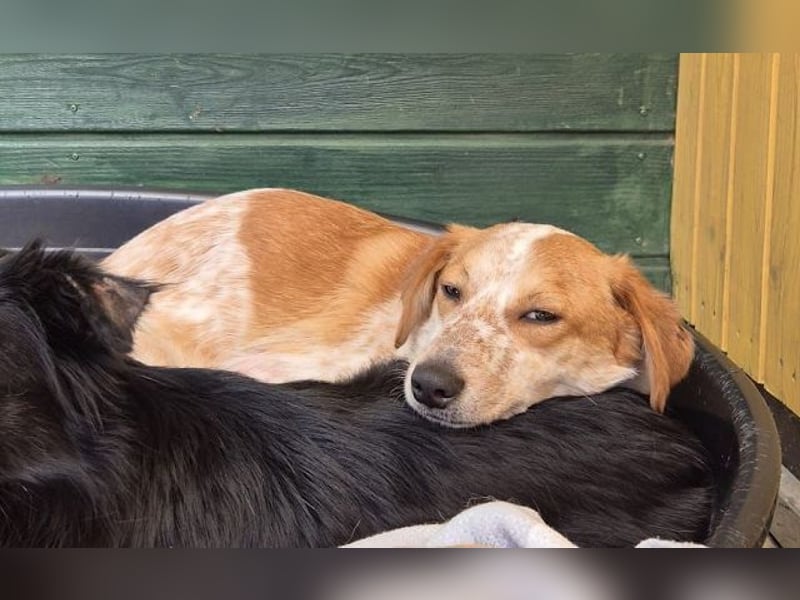 ♥LUZ♥ neu auf Pflegestelle bei Köln - süße, wunderschöne, noch zurückhaltende Junghündin 41 cm