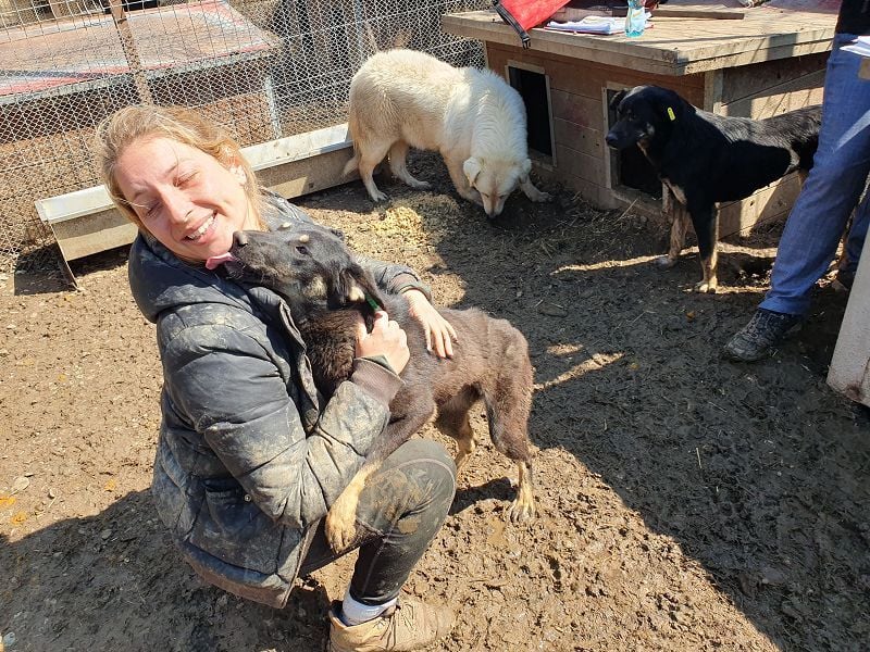 ♥SAFARI♥ sehr menschenbezogener, verschmuster Schatz,der so gar nichts im Tierheim verloren hat 49cm