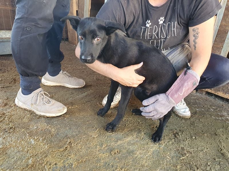 ♥BLACKY♥ wunderschöne, sanfte, sensible Seele, die schon so erschöpft ist 41 cm