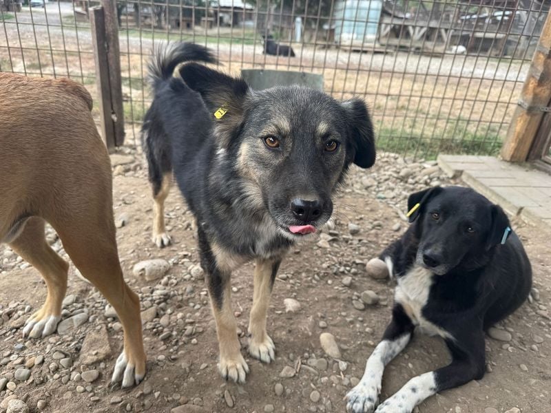 ♥PEARL♥ wunderschöne, liebe, noch unsichere Hündin mit einem Steh- und einem Knickohr 48 cm