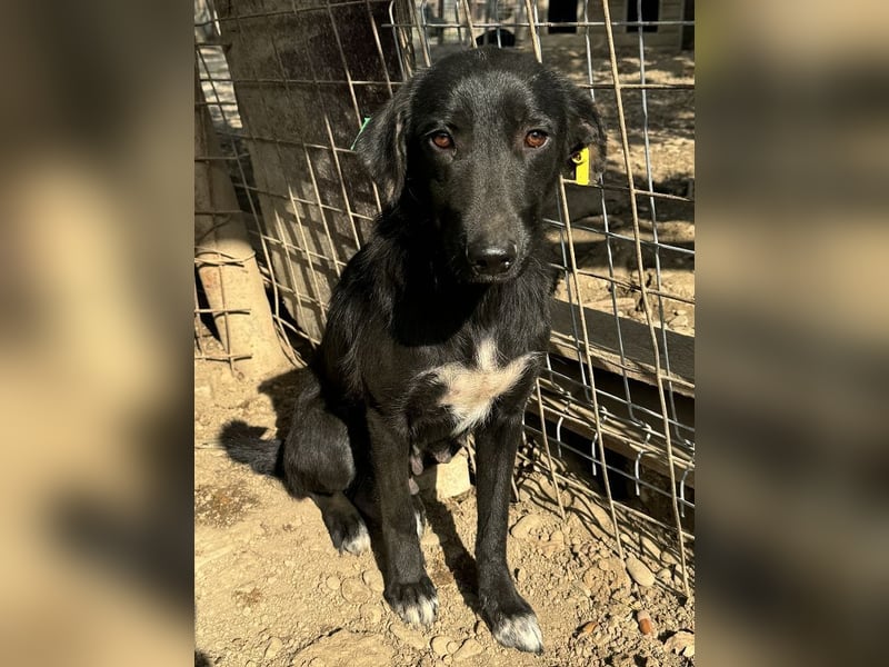 ♥ANICE♥ zarte, liebe, noch unsichere schwarze Schönheit 50 cm - ein trauriges Schicksal