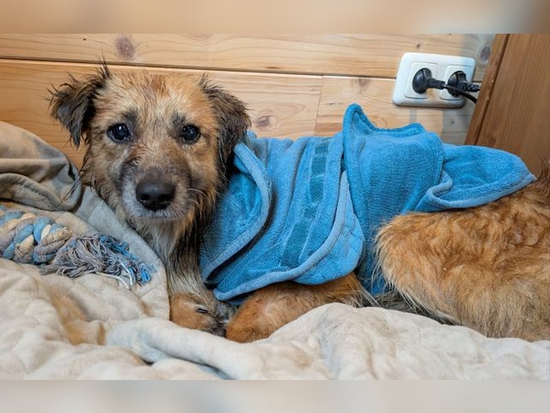 ♥DIDRIK♥ neu auf Pflegestelle bei Köln - süßer, lieber, dankbarer, blinder Purzel 45 cm