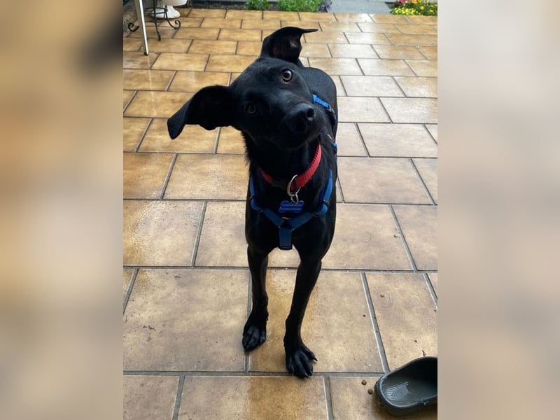♥SHADOW♥ auf Pflegestelle bei Duisburg - süßer, verschmuster und verspielter Junior 49cm