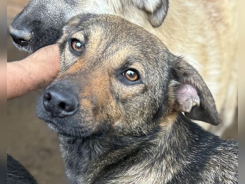 ♥MARCO♥ süßer, ganz lieber und menschenbezogener Rüde mit sanftem Charakter 46 cm