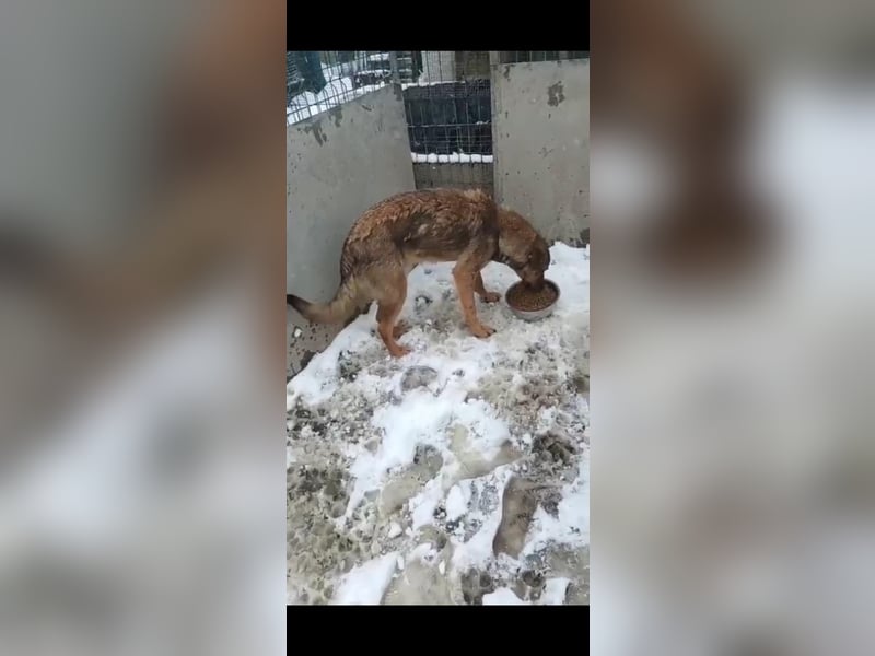 ⭐️MURMEL⭐️, reizender Rüde, 1,5 Jahre, 50 cm, Mischling, Tierschutz Rumänien
