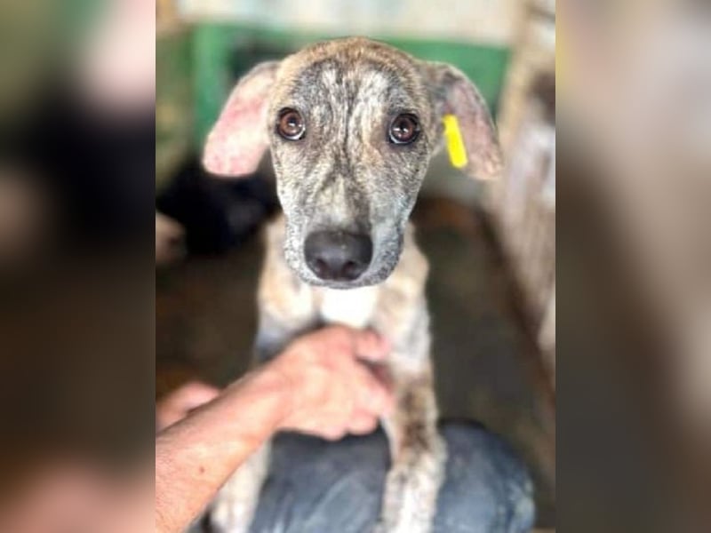 ♥NICKY♥ ab 19.Sep auf Pflegestelle bei Köln - hübsche, verschmuste, viel zu dünne Juniorin 45cm