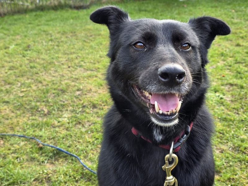 ♥KINDRA♥ auf Pflegestelle bei Köln - süße, verschmuste und unkomplizierte Hündin 50 cm