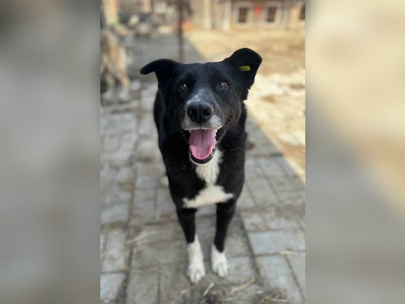 ♥ACHIM♥ absolut lieber, verschmuster Rüde, der schon 2 Jahre im Tierheim wartet 48 cm