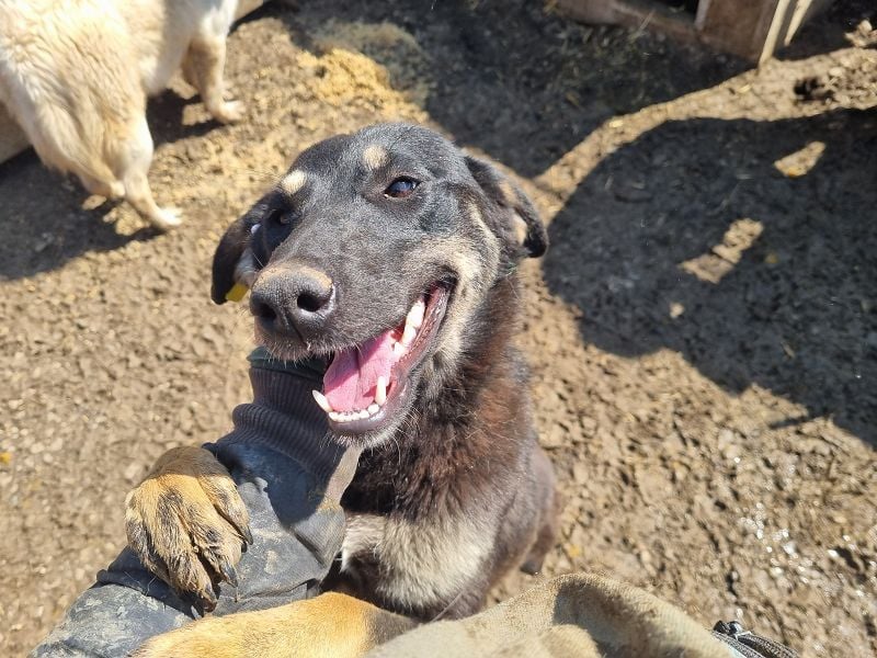 ♥SAFARI♥ sehr menschenbezogener, verschmuster Schatz,der so gar nichts im Tierheim verloren hat 49cm