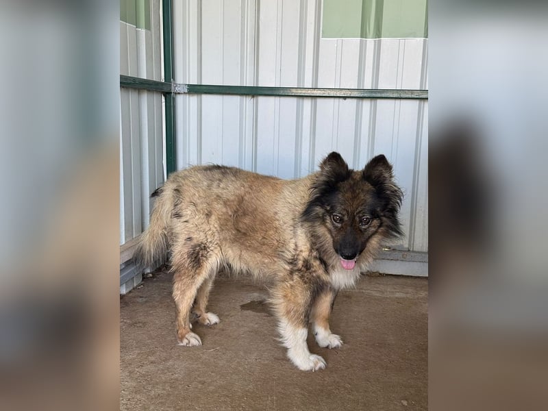 ♥LEO♥ ab 29. Aug auf Pflegestelle bei Köln-wunderschöner, lieber,ruhiger, aufgeschlossener Rüde 49cm