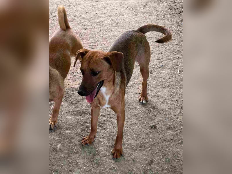 ⭐️BIBOSCH⭐️, toller Welpenjunge, 11 Monate, 41 cm, Mischling, Tierschutz Rumänien