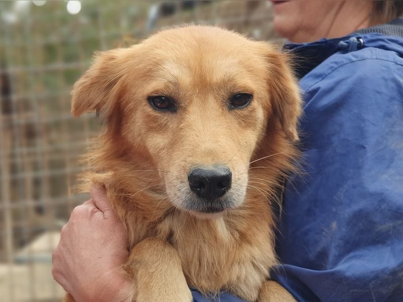 ♥MAIBLE♥ süße, so liebe, noch etwas zurückhaltende Hündin, die schon 4 Jahre im Tierheim wartet 50cm