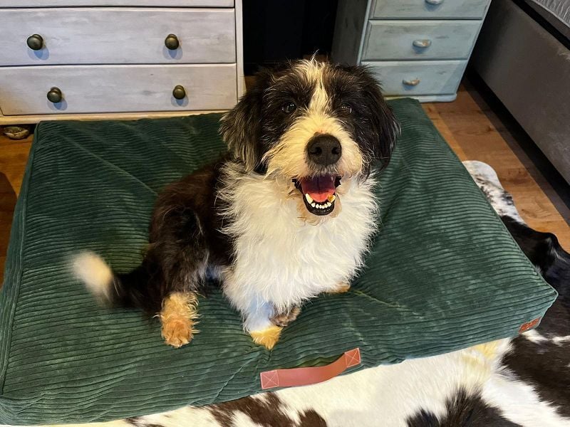 ♥OLE♥ neu auf Pflegestelle bei Köln - süßer, unkomplizierter, lieber Rüde mit tollem Charakter 45cm