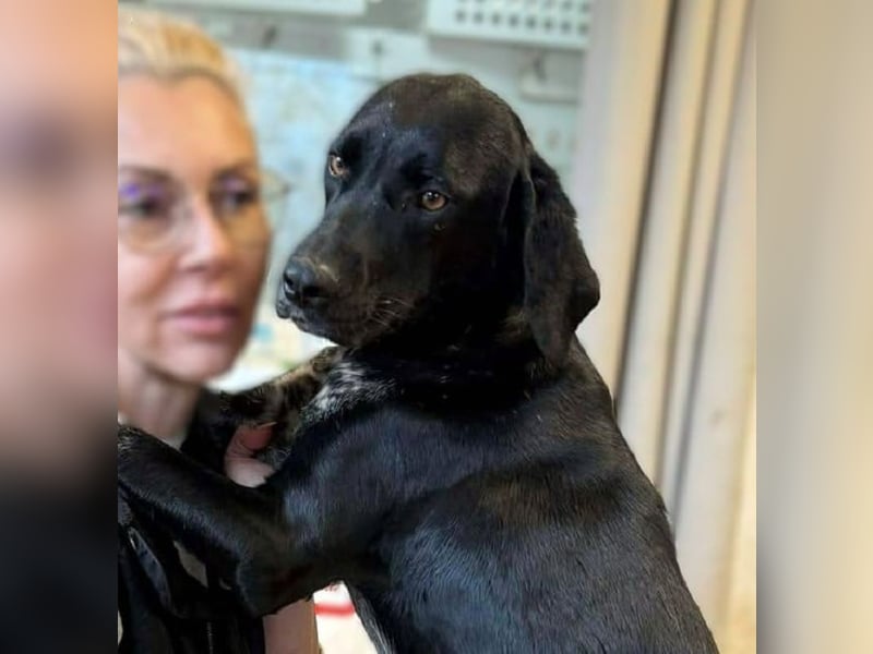 ♥FINNA♥ wunderbare, hübsche, sanfte Juniorin, die völlig entkräftet ins Tierheim kam-wird mittelgroß