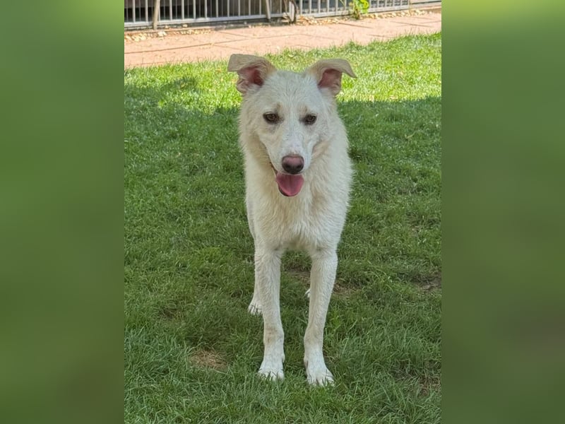 ♥BLANCO♥ auf Pflegestelle bei Köln - sportlicher, zarter, ganz lieber und sensibler Rüde 48cm