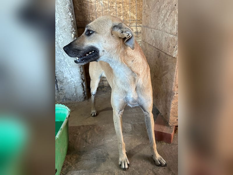 ⭐️PIRA⭐️, sanfte Hündin, 3,5 Jahre, 46 cm, Mischling, Tierschutz Rumänien