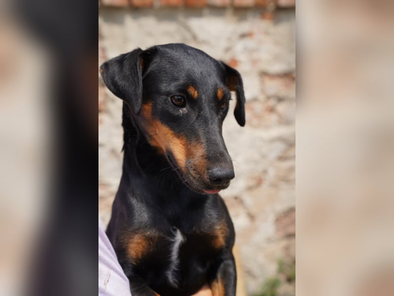 PITTI, superliebe Hobbyjägerin, 1,5 Jahre, 42 cm, Mischling, Tierschutz Rumänien