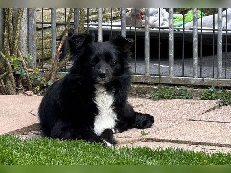 ♥ZELDA♥ auf Pflegestelle in Köln - ganz niedliche, kleine, noch etwas unsichere Hündin 41cm