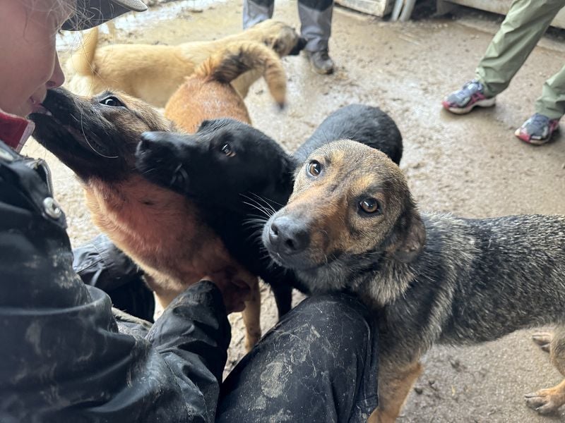 ♥MARCO♥ süßer, ganz lieber und menschenbezogener Rüde mit sanftem Charakter 46 cm