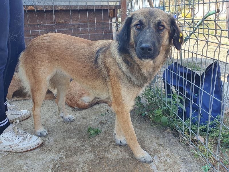 ♥KIKI♥ sanfte, ganz liebe, feinfühlige und nie aufdringliche Junghündin mit ganz weichem Fell 50 cm