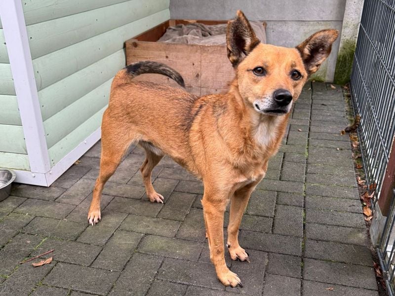 ♥AXEL♥ auf Pflegestelle bei Köln - verschmuster, sehr menschenbezogener Traumhund 48 cm