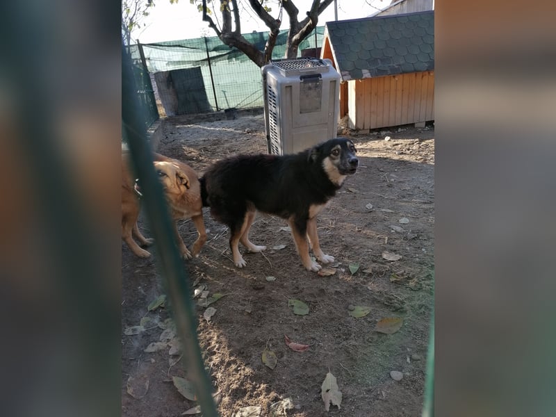 ⭐️SAERO⭐️, idealer Familienhund, Rüde, 4,5 Jahre, 46 cm, Mischling, Tierschutz Rumänien